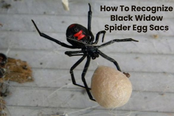 How To Recognize Black Widow Spider Egg Sacs