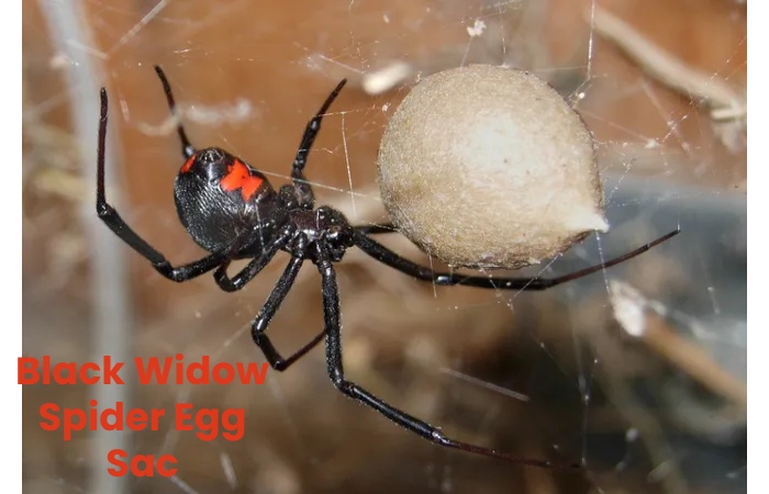 Black Widow Spider Egg Sac