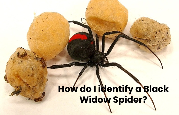 How do I identify a Black Widow Spider?