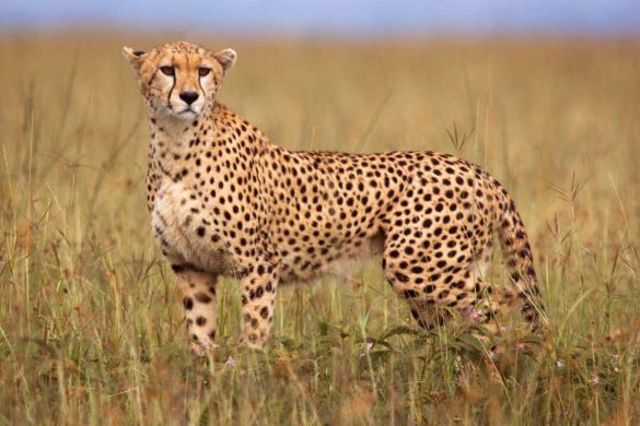 rajkotupdates.news:cheetah-magnificent-but-fragile-experts-list-concerns-for-cheetahs