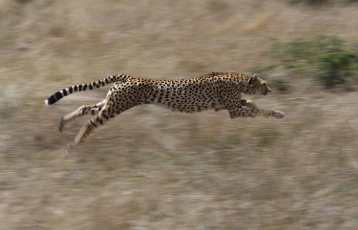 What Makes Cheetahs So Beautiful